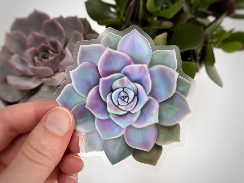 May include: A clear sticker featuring a detailed illustration of a succulent plant. The succulent has layered petals in shades of purple, blue, and green. The sticker is held in front of a blurred background of other plants.