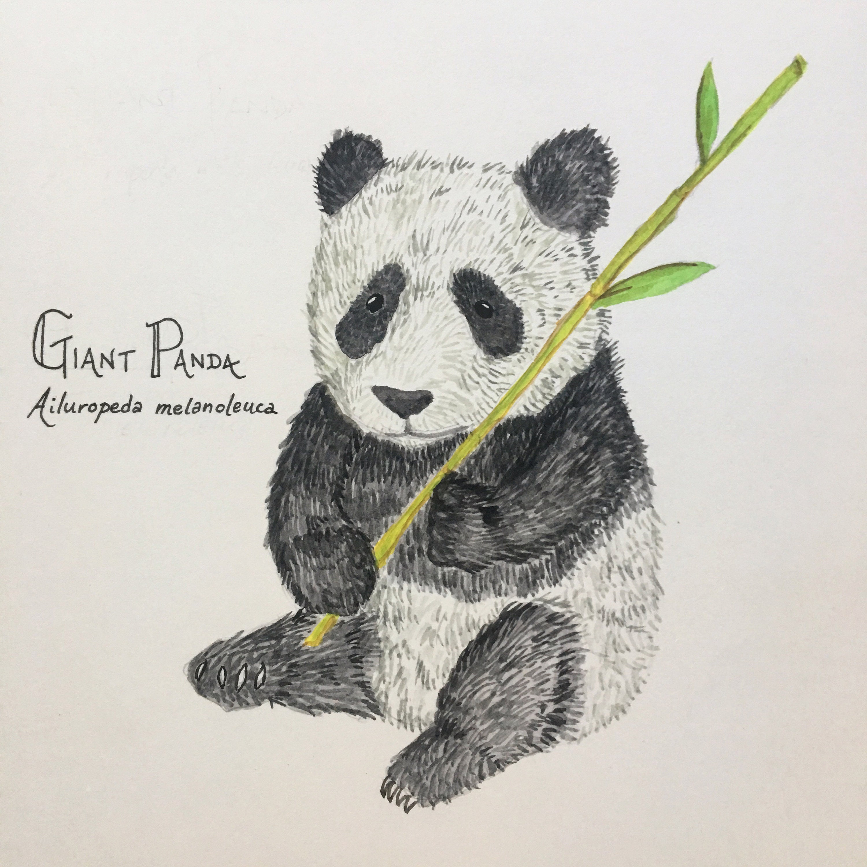 Giant Panda print | Etsy
