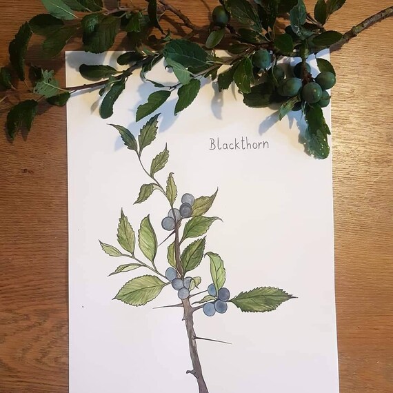 Featured image of post Simple Way to Sloe Berries Bush