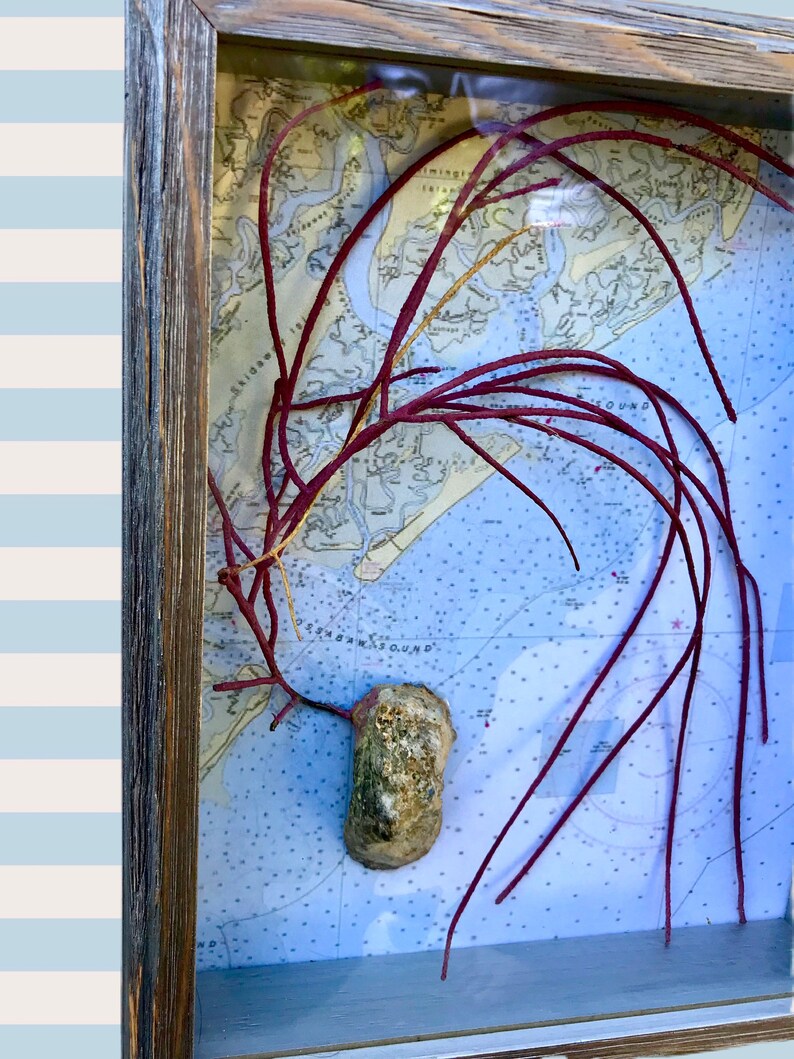 Nautical Shadow Box Oyster Decor Seashell Shadow Box Coral Etsy