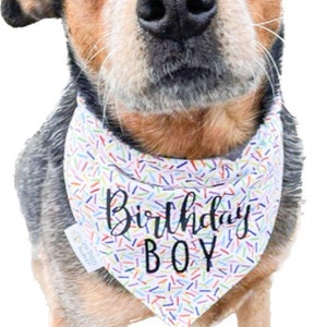 May include: A dog with mottled gray, black, and tan fur wearing a white triangular bandana featuring a colorful sprinkle pattern and the black text Birthday BOY printed on the front. The dog has brown eyes and a black nose, looking forward.