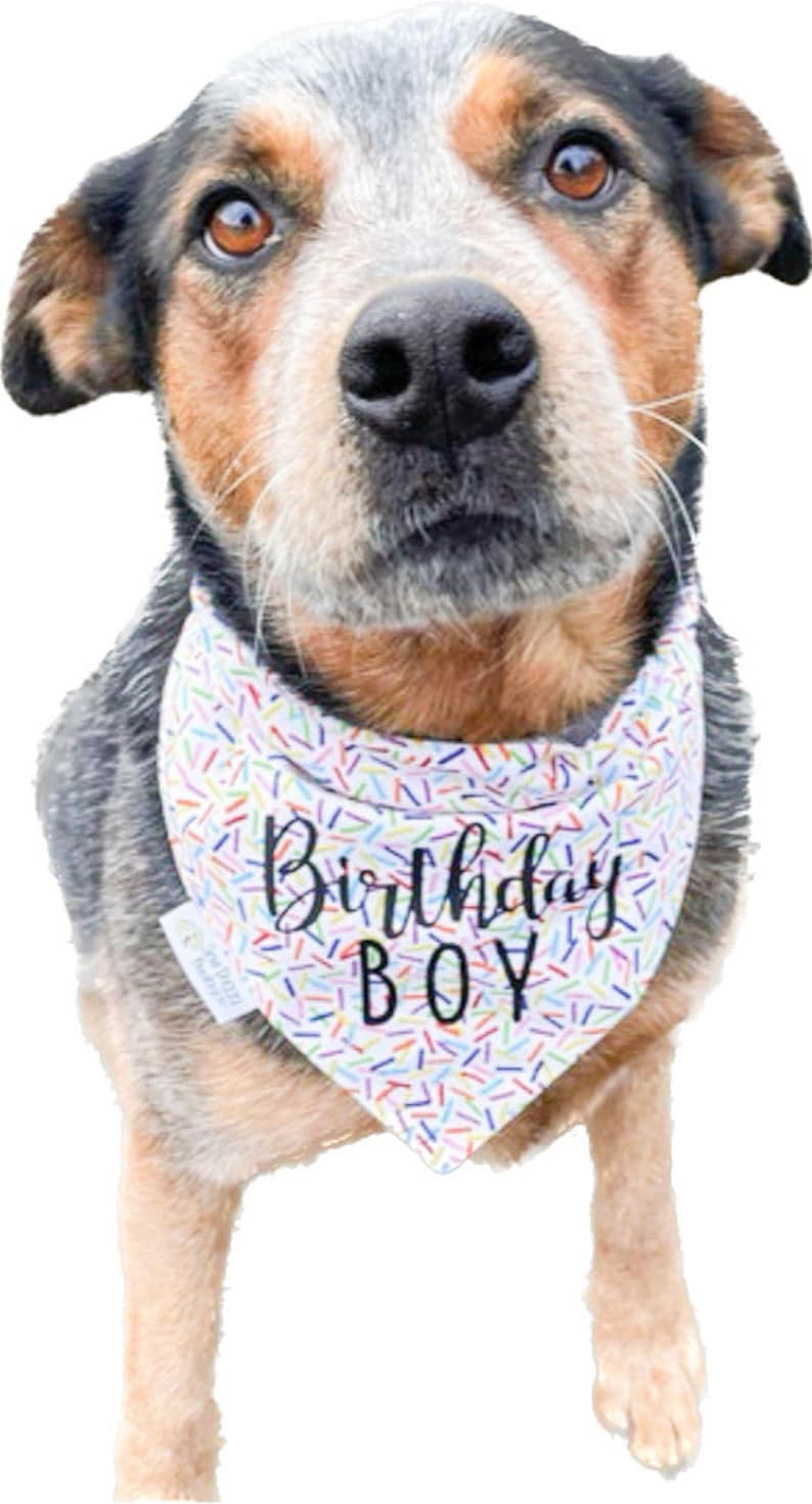 May include: A dog with mottled gray, black, and tan fur wearing a white triangular bandana featuring a colorful sprinkle pattern and the black text Birthday BOY printed on the front. The dog has brown eyes and a black nose, looking forward.