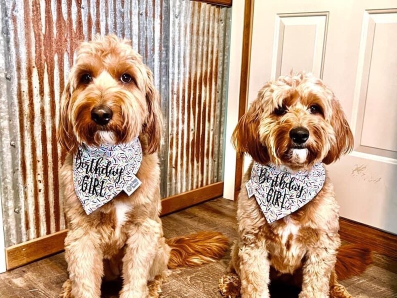 May include: Two golden-brown curly-haired dogs wearing white triangular bandanas featuring a colorful sprinkle pattern and the black script text Birthday Girl. Each bandana has a small white fabric tag attached to the side edge.