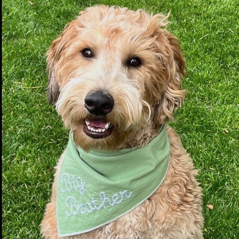 May include: A golden doodle dog wearing a light green bandana embroidered with the words "Big Brother" in white. The dog is positioned on green grass and looking directly at the camera.