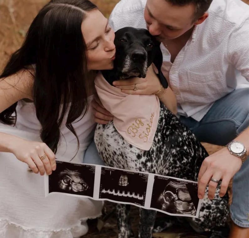 May include: A German Shorthaired Pointer dog wearing a pink bandana embroidered with "Big Sister". Two people are holding sonogram images showing a baby. The dog has black and white spots.