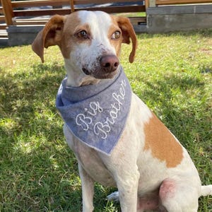 May include: A dog with white and brown fur wearing a blue bandana. The bandana has the words "Big Brother" embroidered on it in white thread. The dog is sitting on green grass.
