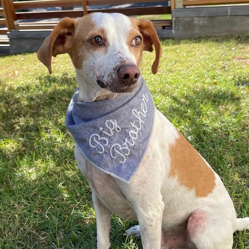 May include: A dog with white and brown fur wearing a blue bandana. The bandana has the words "Big Brother" embroidered on it in white thread. The dog is sitting on green grass.