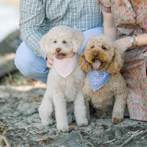 May include: Two fluffy dogs, one cream and one brown, sit together. The cream dog wears a pink bandana with "Big Sister" text, and the brown dog has a blue bandana with "Big Brother" text. The dogs are outdoors.