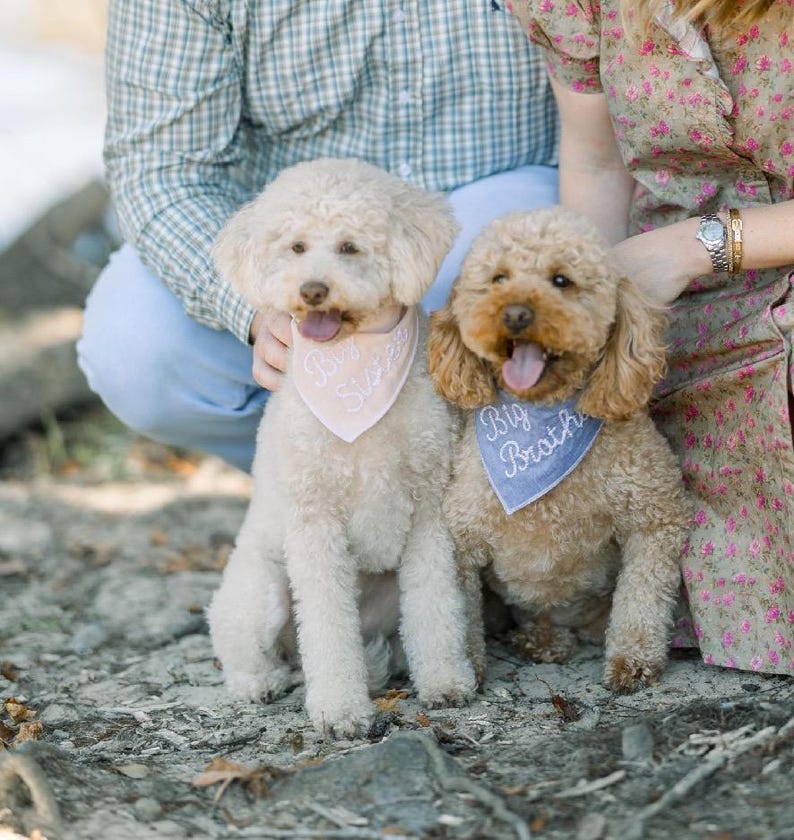 May include: Two fluffy dogs, one cream and one brown, sit together. The cream dog wears a pink bandana with "Big Sister" text, and the brown dog has a blue bandana with "Big Brother" text. The dogs are outdoors.