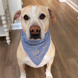 May include: A light tan dog wearing a blue bandana embroidered with "Big Brother". The dog is sitting on a wooden floor, looking at the camera. The dog has brown eyes and a pink nose. The bandana is a triangular shape.