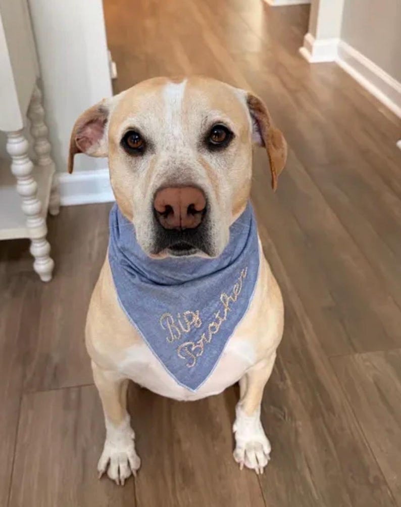 May include: A light tan dog wearing a blue bandana embroidered with "Big Brother". The dog is sitting on a wooden floor, looking at the camera. The dog has brown eyes and a pink nose. The bandana is a triangular shape.