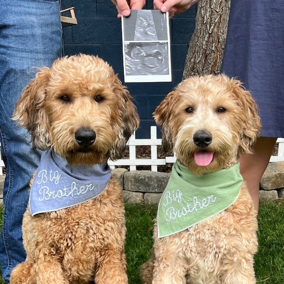 Chain Stitch Personalized Dog Bandana: Big Brother Pregnancy Announcement