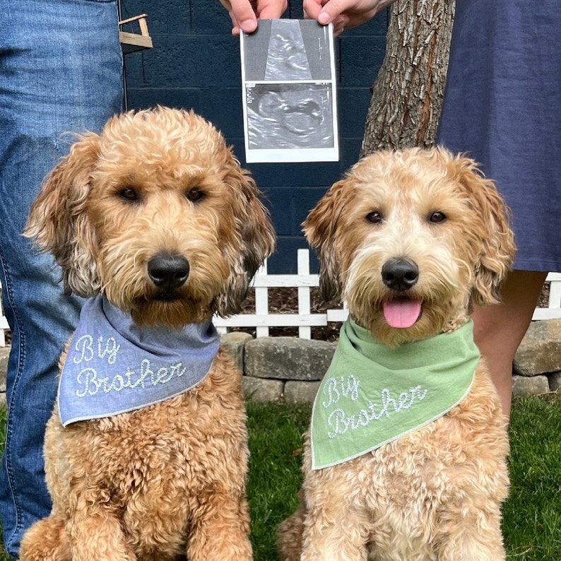 May include: Two fluffy, light brown dogs wearing bandanas embroidered with "Big Brother". One bandana is blue, the other green. An ultrasound scan is held above the dogs.