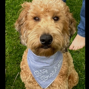 May include: A golden doodle dog wearing a light blue bandana embroidered with the words "Big Brother". The dog has brown eyes and a black nose. The dog is sitting on green grass.