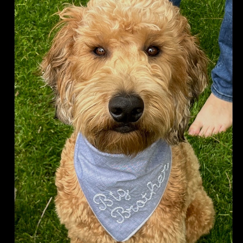 May include: A golden doodle dog wearing a light blue bandana embroidered with the words "Big Brother". The dog has brown eyes and a black nose. The dog is sitting on green grass.
