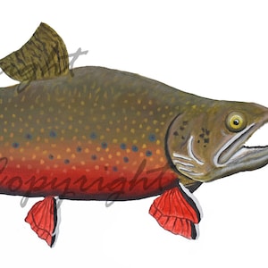 Male Brook Trout Art Print, Cabin Art, Brook Trout Wall Art, Fish Art Print, Fly Fishing Art, Professional Brook Trout Art Print