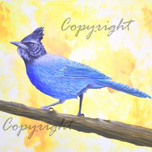 Steller&#39;s Jay Fine Art Print, Blue and Yellow Bird Art, Art Print for any Room, Semi Abstract Water Color Background