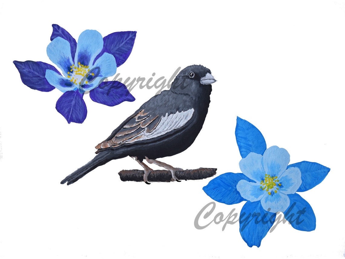 Lark Bunting Paniting, Flower Painting, Colorado State Bird, State Flower, Colorado Blue