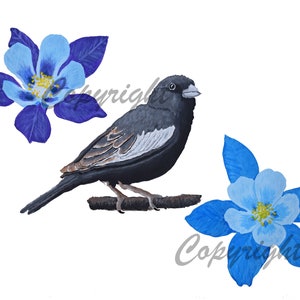 Lark Bunting Paniting, Flower Painting, Colorado State Bird, State Flower, Colorado Blue Columbine, 9x12 Inch Original Acrylic Painting