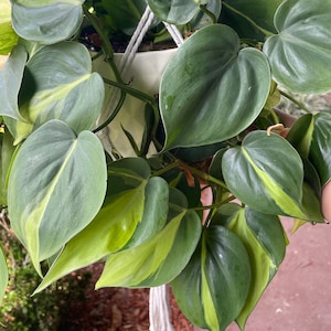 Brasil Philodendron CLIPPING for Propagation