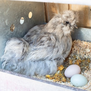 StrongHen Nesting Box Herbs: Herbal Nest Box Bedding For Chicken Coops & Hens For Great Eggs