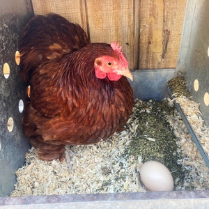 Backyard Chicken Nesting Herbs To Prevent External Parasites