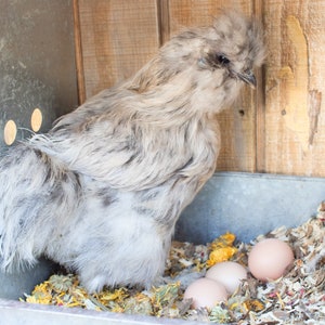 May include: A fluffy, white chicken with a feathery crest sits in a wooden coop with a metal tray. The tray contains three brown eggs and dried flower petals.