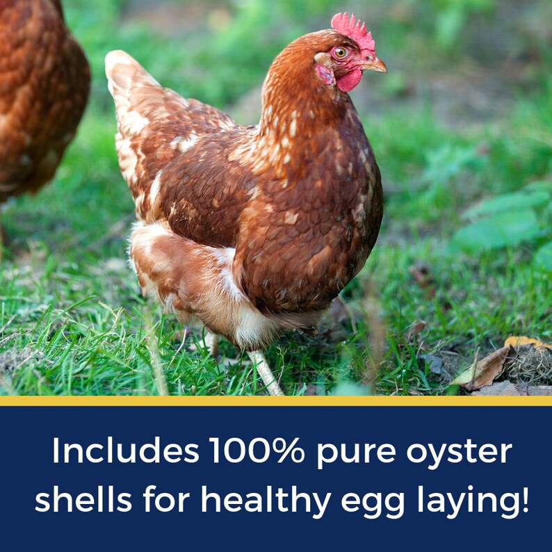 Backyard Chicken Calcium Treat & Nesting Herbs for Great Eggs Etsy