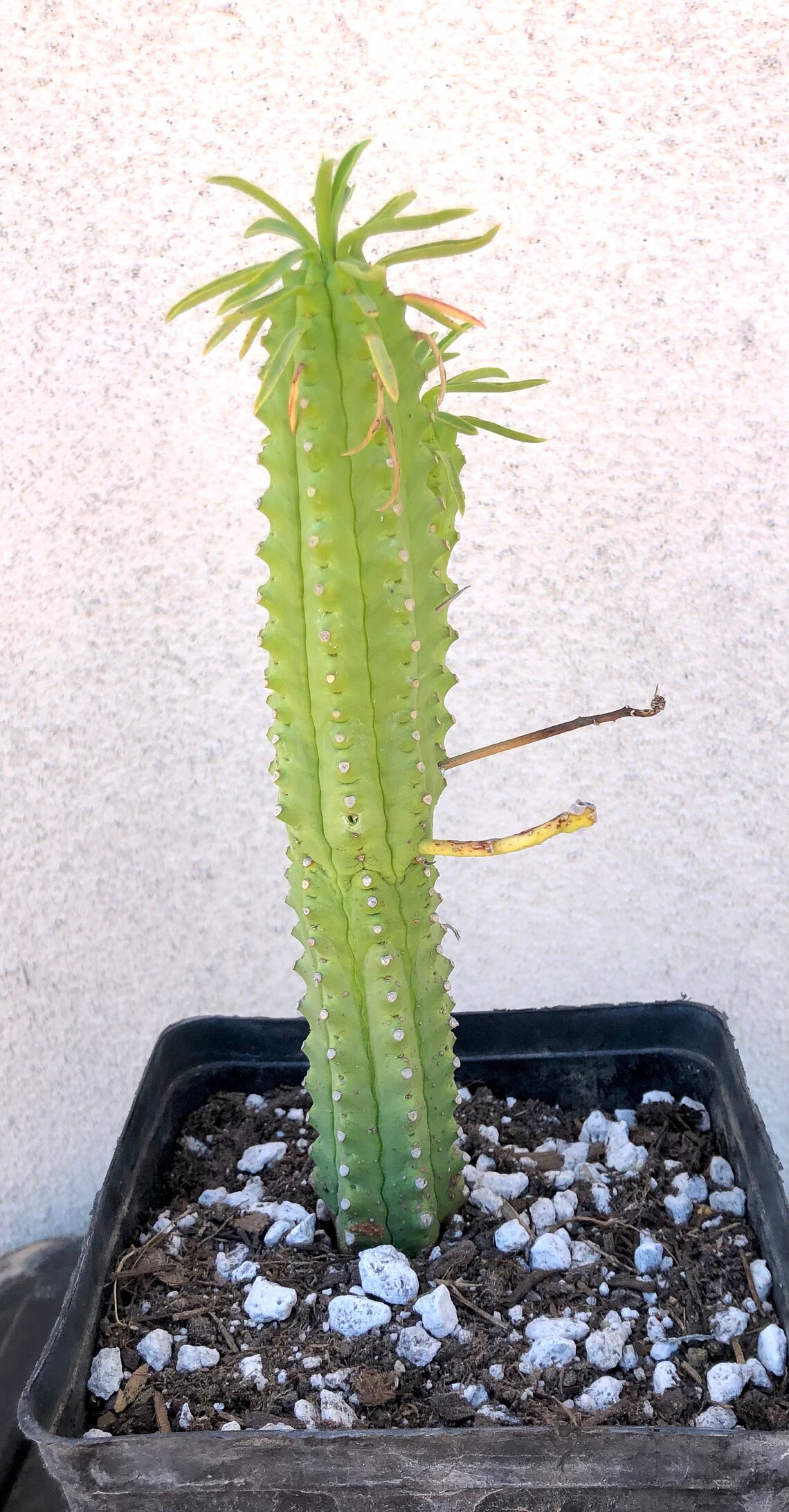 Euphorbia loricata African Palm Tree6 Etsy