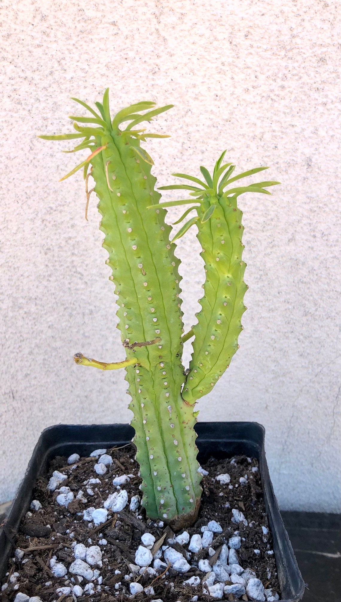 Euphorbia loricata African Palm Tree6 Etsy