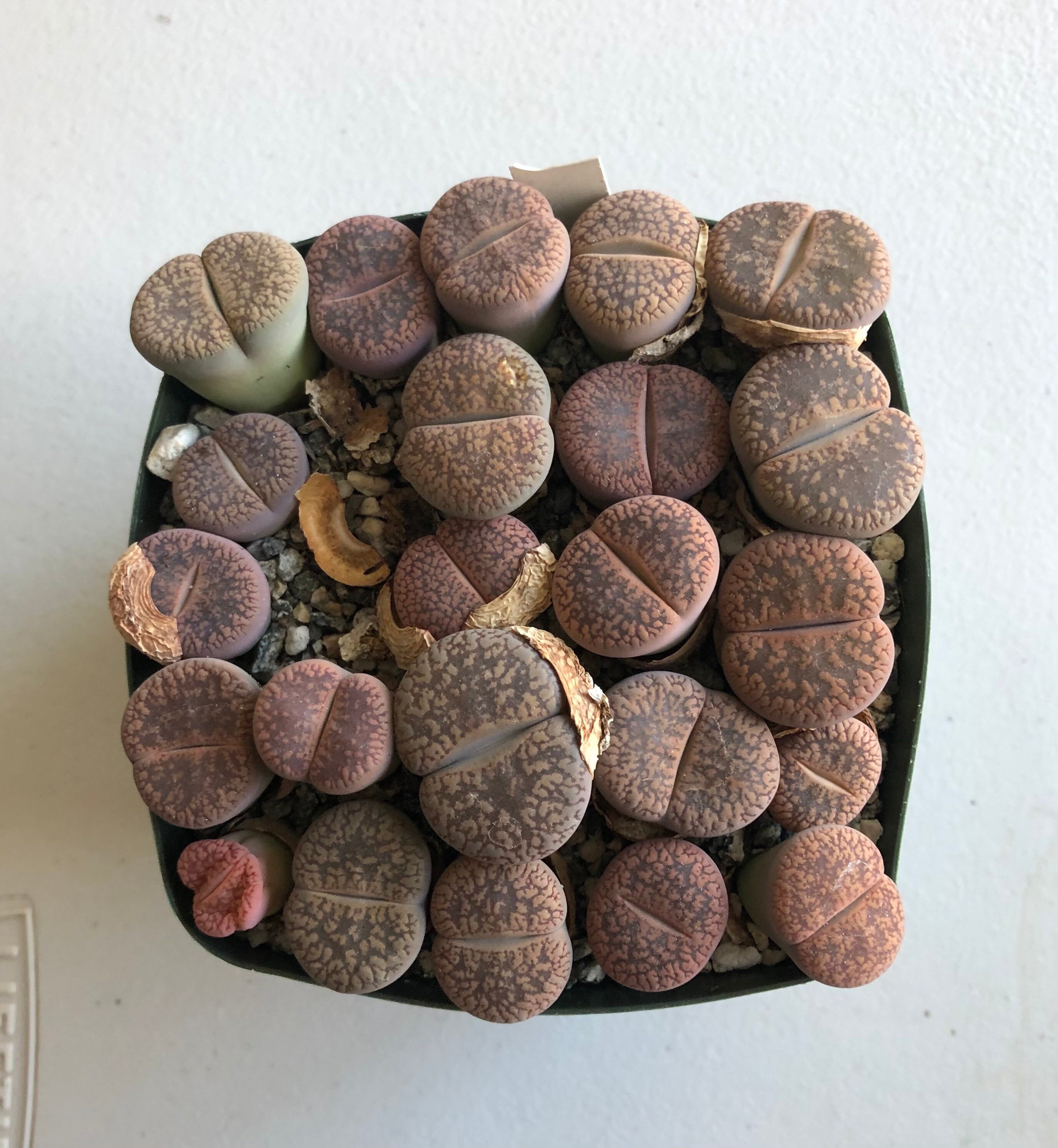 Whole pot of lithops over 20 heads in one pot Etsy