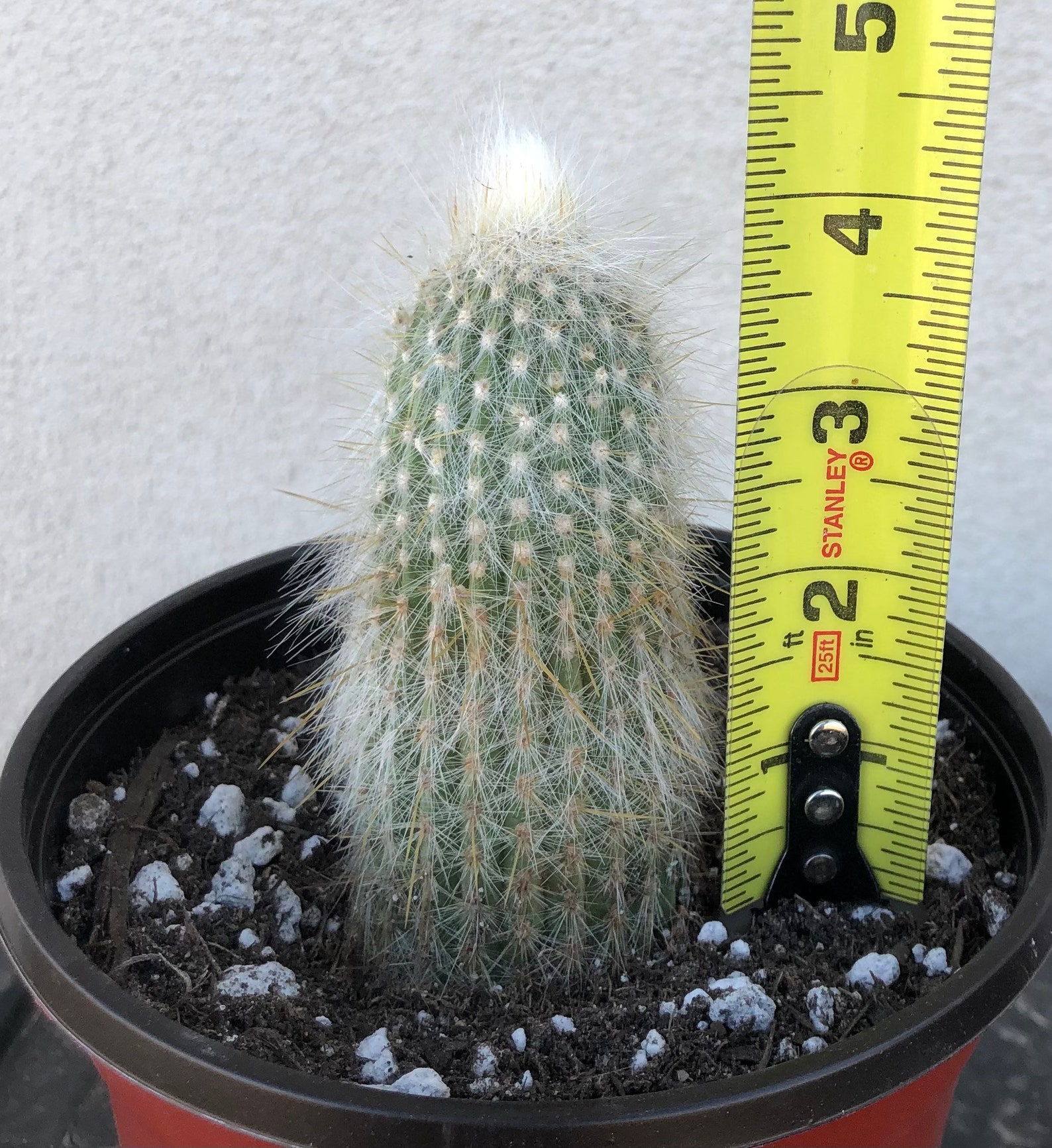 Cleistocactus Strausii Silver Torch Cactus | Etsy
