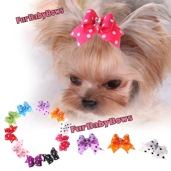 puppy bows yorkie