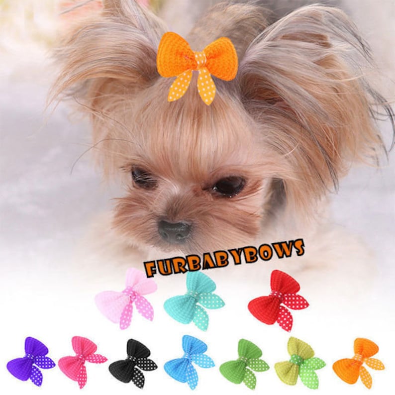 yorkie bows