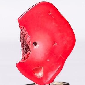 Italian Red Bamboo Coral Gemstone | Genuine Red Coral Gemstone | Coral Cabochon | Natural Red Coral Stone | 17x23x1 mm , 1.54 gram
