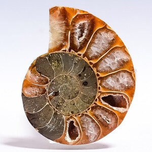 Cabochão de pedra preciosa solta fóssil de amonite natural de 32,5 quilates 24 x 31 x 5 mm
