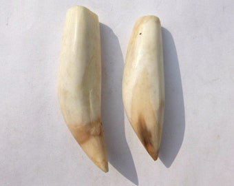 Tribal Jewelry Supply Peruvian animal Big Polished and Cleaned Sea Lion Tooth Real Sea Lion tooth for making Jewelries or Accessories