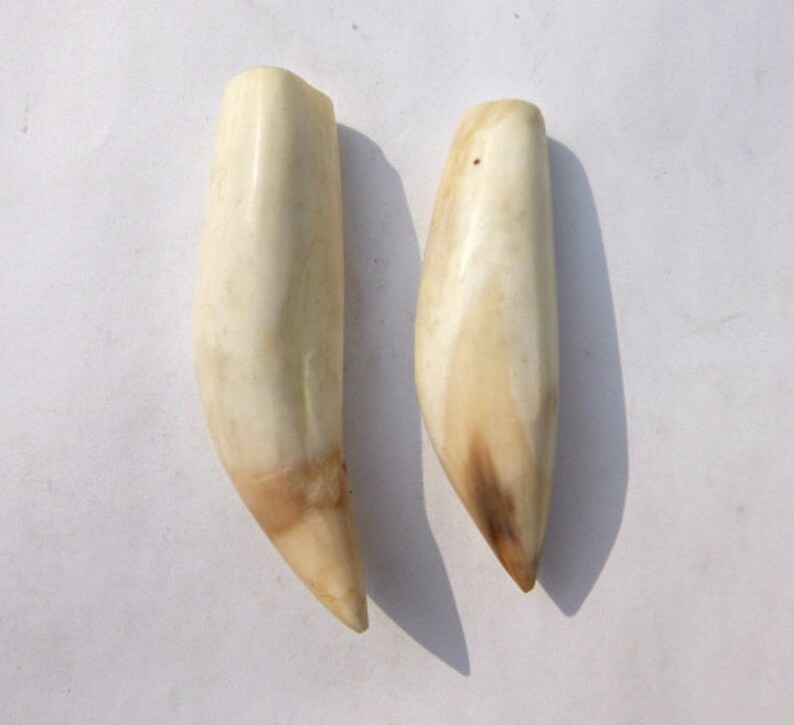 Tribal Jewelry Supply Peruvian animal Big Polished and Cleaned Sea Lion Tooth Real Sea Lion tooth for making Jewelries or Accessories