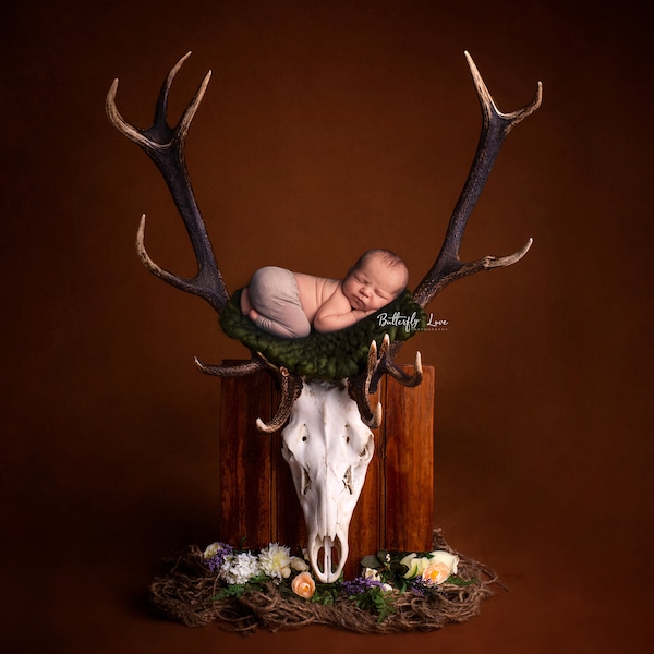 Deer Skull Newborn Backdrop