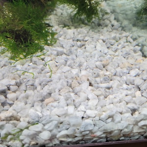 View of White Marble Chips Aquarium Gravel Substrate 9 Lbs Bags FREE SHIPPING ...