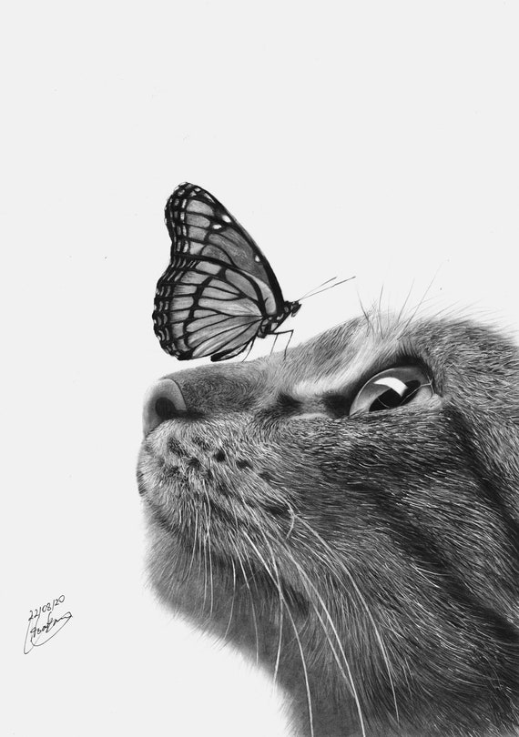 Kitten and butterfly cheap