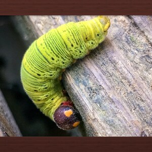 Caterpillar, Insects, Wall Art, Nature Photography, Nature Prints, Digital Prints