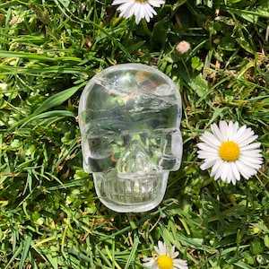 Puede incluir: Un cráneo de cristal transparente descansando sobre un lecho de hierba verde con margaritas blancas esparcidas a su alrededor.