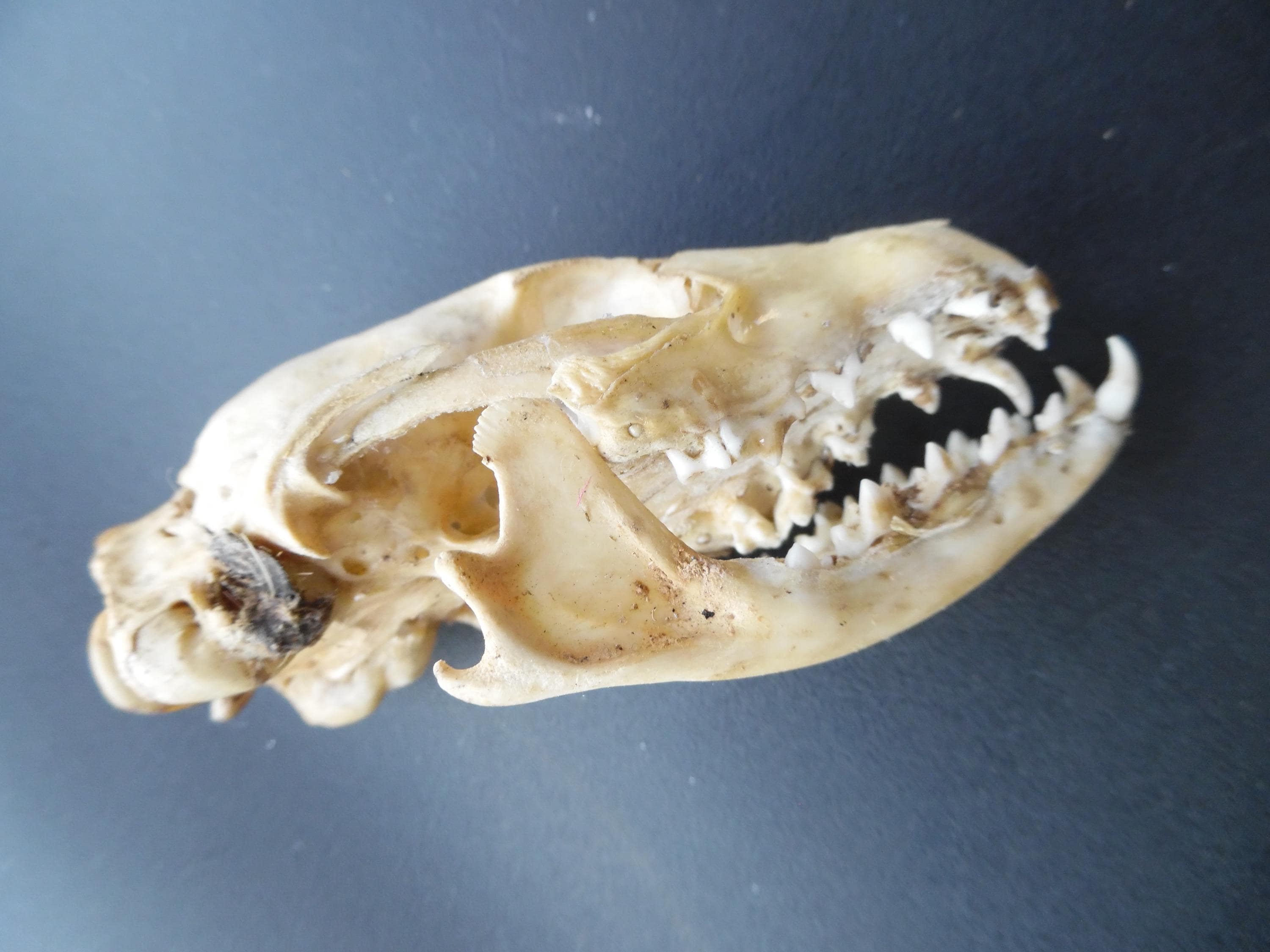 African Civet Skull - Civetta Civettictis - 4 Cm - 5 Cm - 5 Cm 
