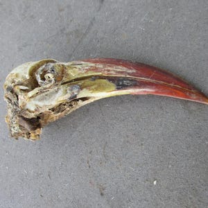 May include: A bird skull featuring a long, curved beak with a reddish-brown tip and a pale, weathered bone structure. The cranium shows visible eye sockets and intricate bone textures, with patches of yellow and dark discoloration on the beak.