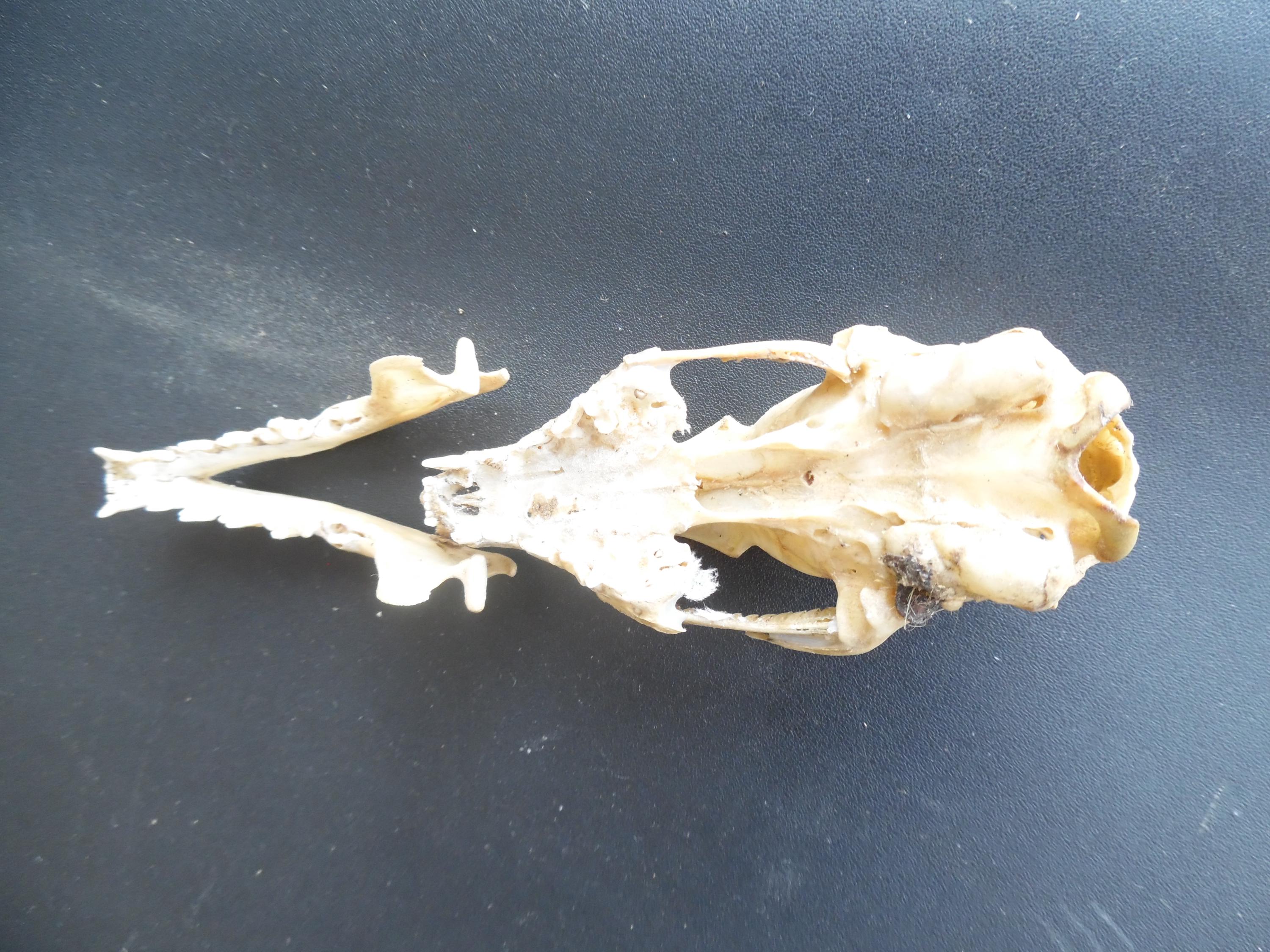 African Civet Skull - Civetta Civettictis - 4 Cm - 5 Cm - 5 Cm 