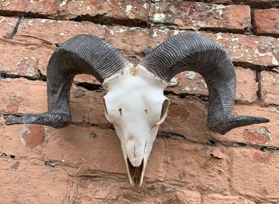 ram animal head