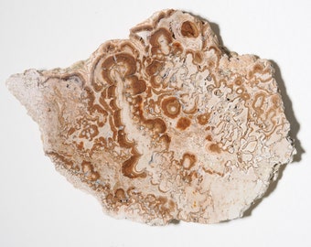 Stromatolite-microbialite-thrombolite- Puy de dôme- France- display specimen 11x8cm