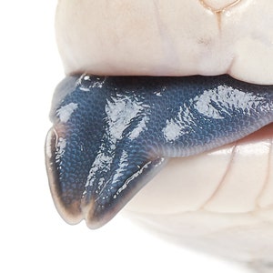Blue Tongue Skink