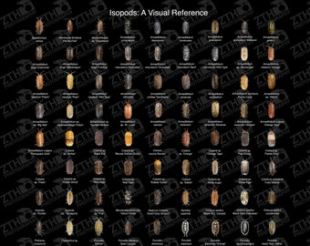 Impression photo Poster Isopodes